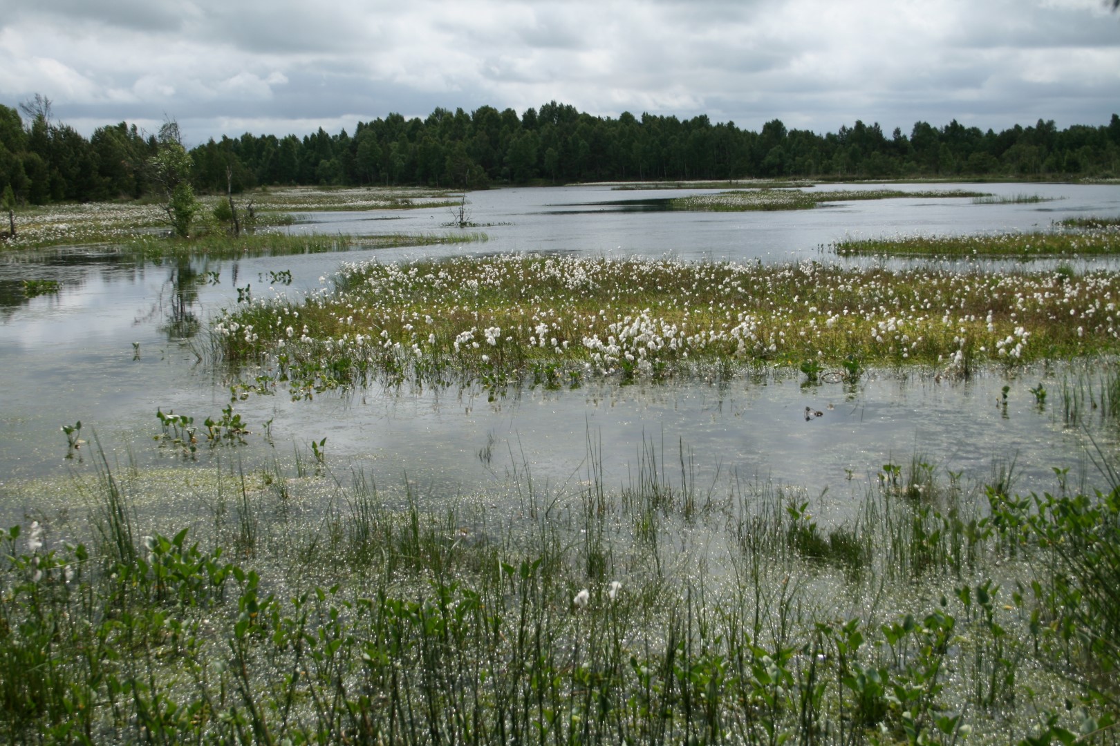 Peatland regenerating after peat extraction